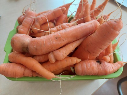 Z pamiętnika ogrodnika – jesienne plony