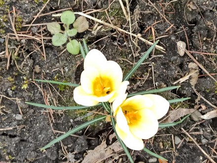 Z pamiętnika ogrodnika- wiosenne przebudzenie