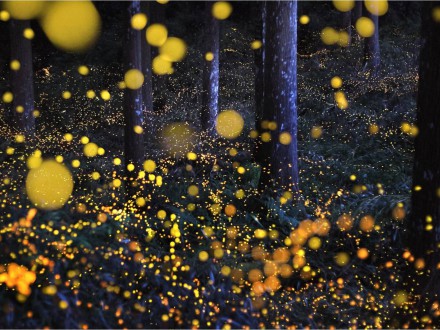 Magia Świąt Bożego Narodzenia - szkolny projekt dla uczniów kl. 1-3