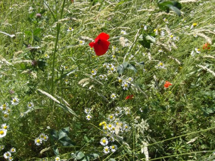VI e w Ogrodach nad Sudołem