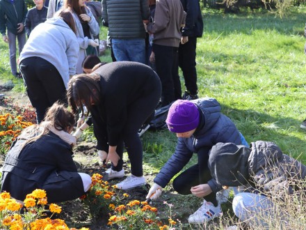 Z pamiętnika ogrodnika- krokusowa łąka