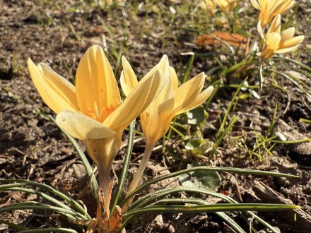 W poszukiwaniu wiosny – Spring Discovery Walk of Class 7B