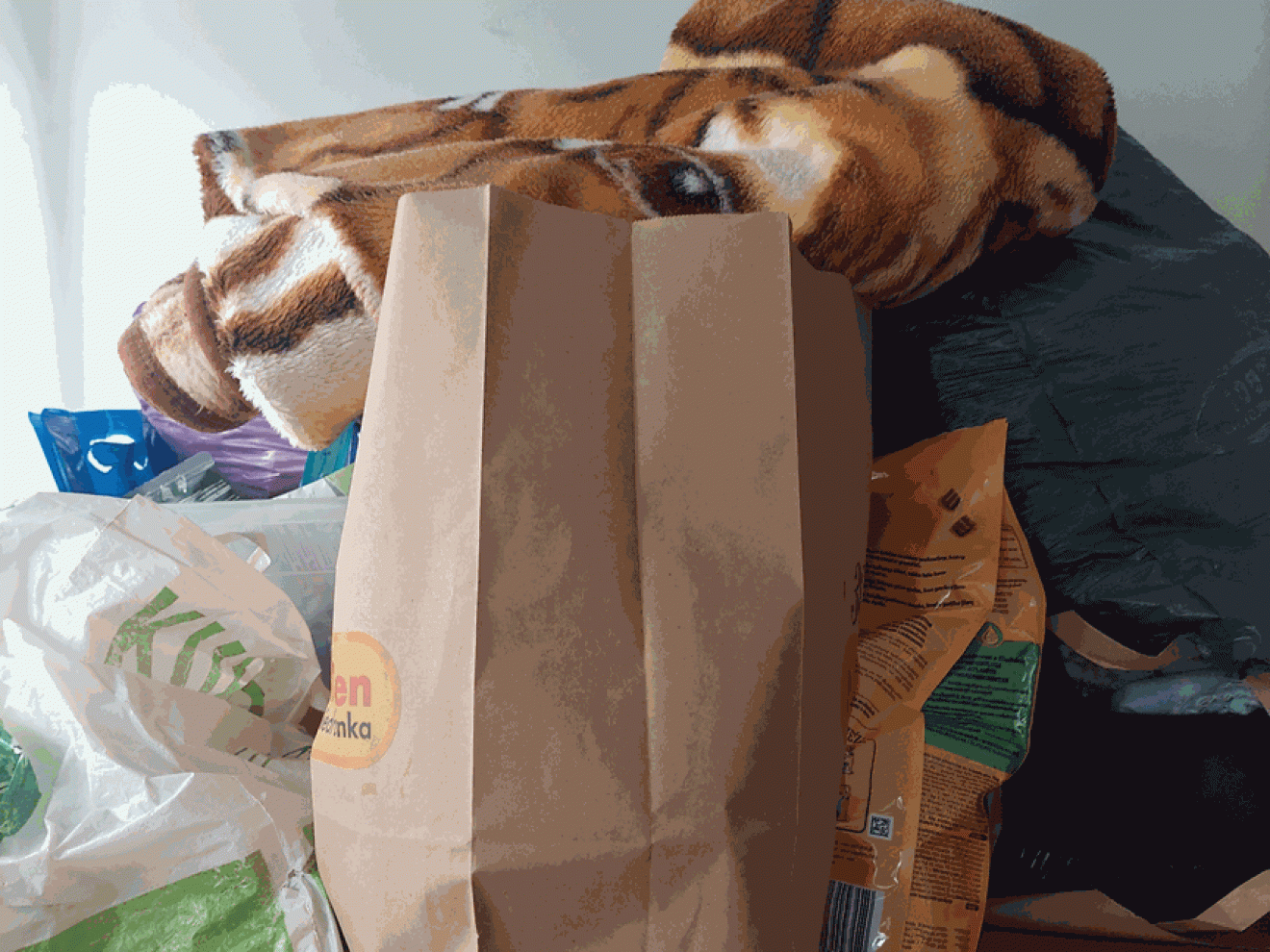 Gwiazdka dla zwierzaków