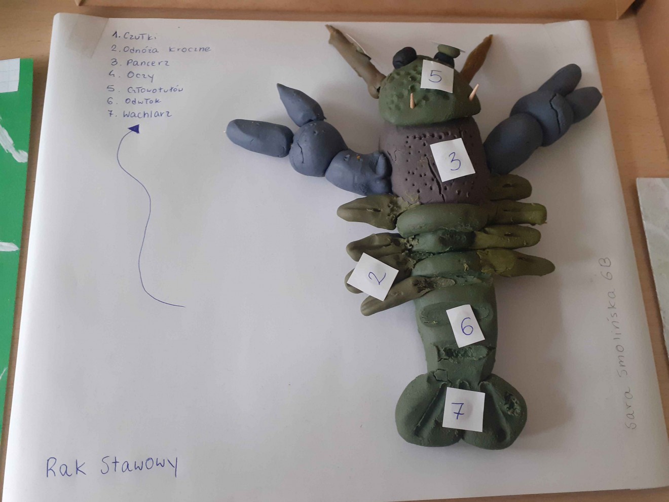 Modelowanie w biologii – stawonogi