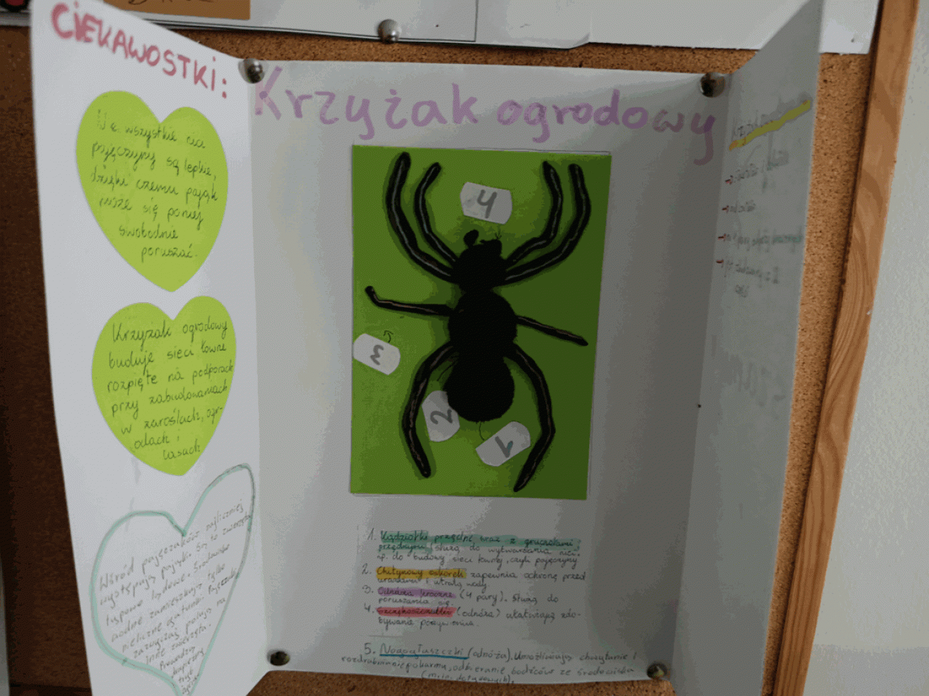 Projekty przyrodnicze w klasach 6 i 8