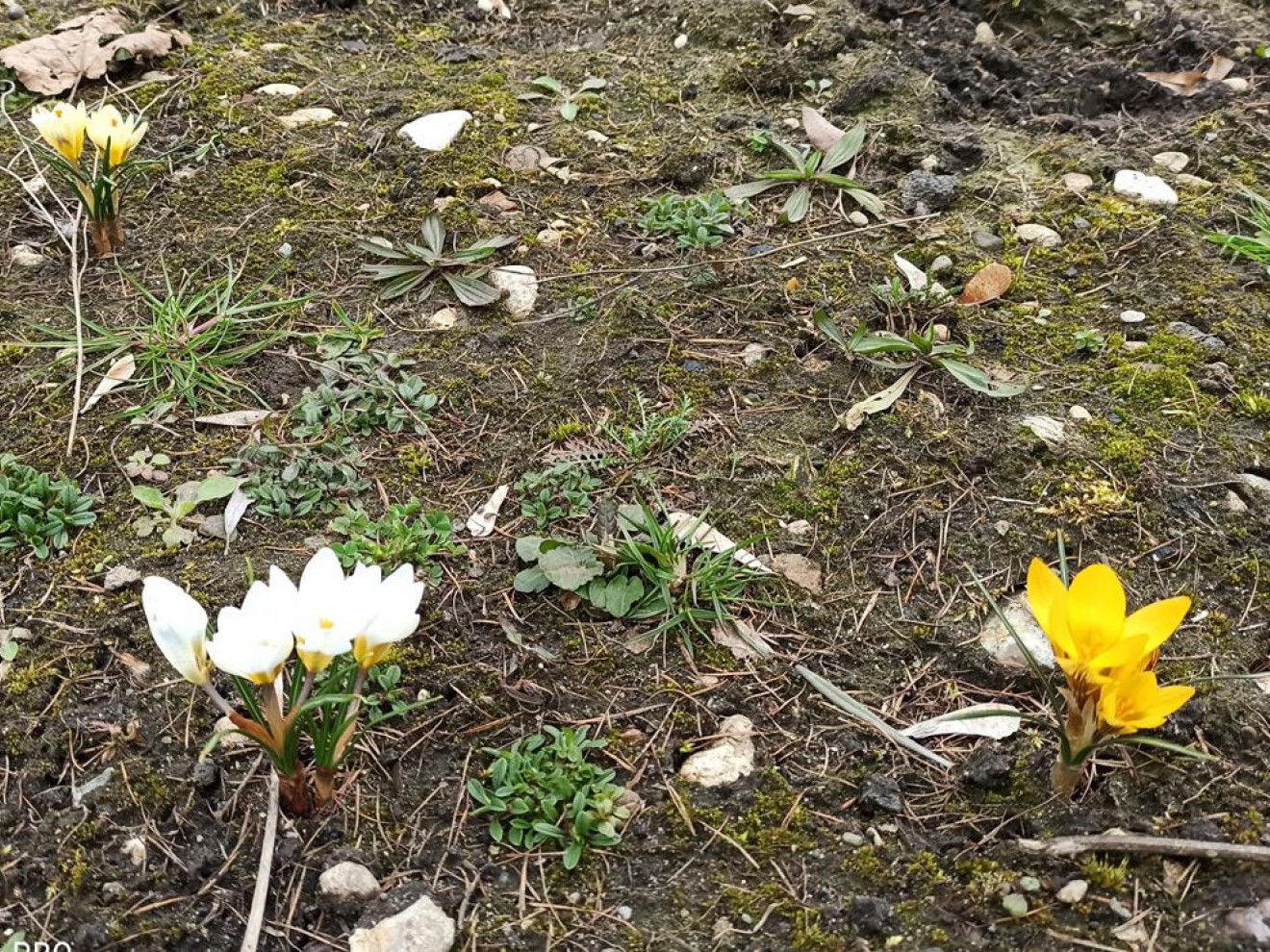Z pamiętnika ogrodnika- wiosenne przebudzenie