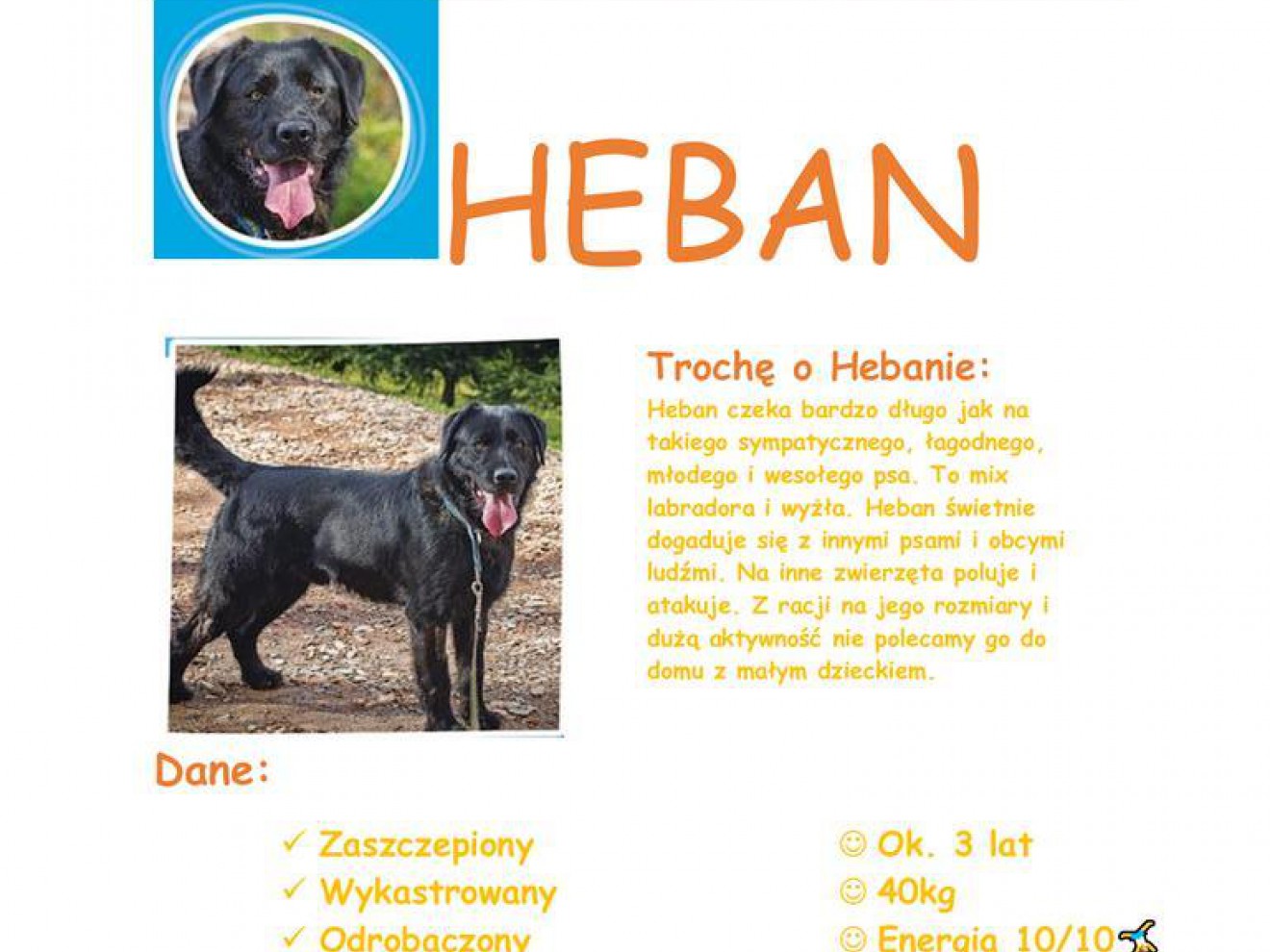 Akcja adopcyjna zwierzat