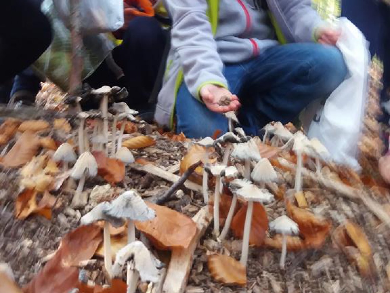 Hej ho, do lasu by się szło...-wycieczka klassy 1c